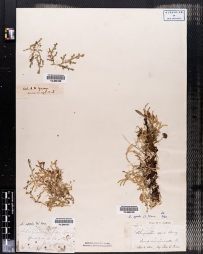 Selaginella apoda