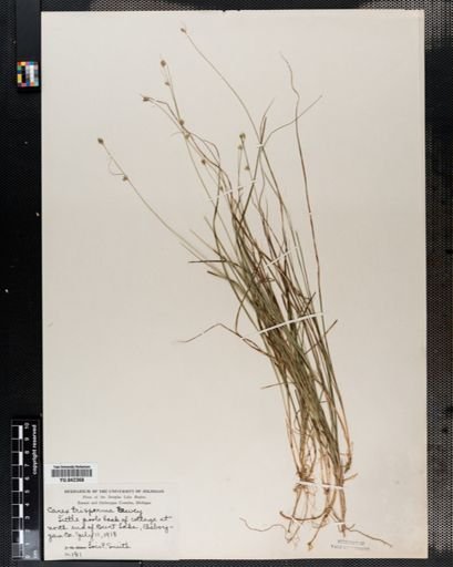 Carex trisperma