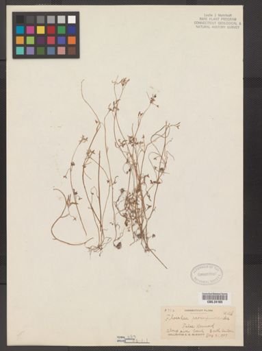 Floerkea proserpinacoides