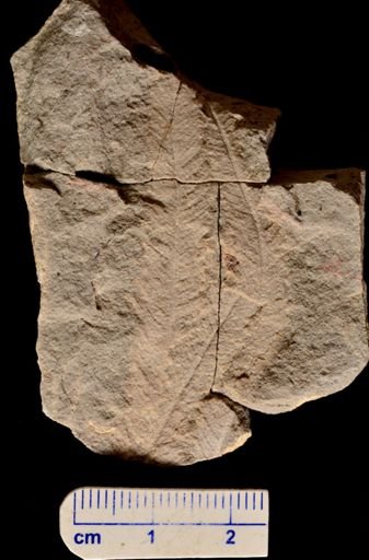 Gleichenia? bohemica