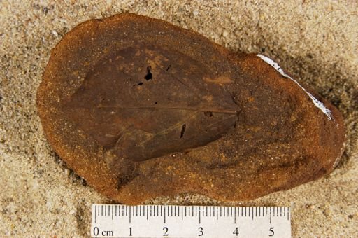 Angiospermopsida