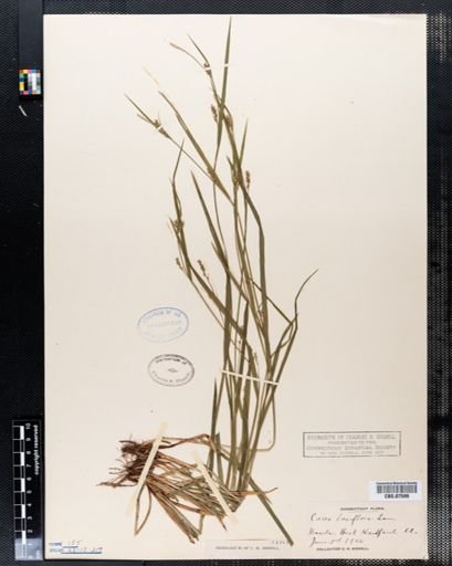 Carex laxiflora