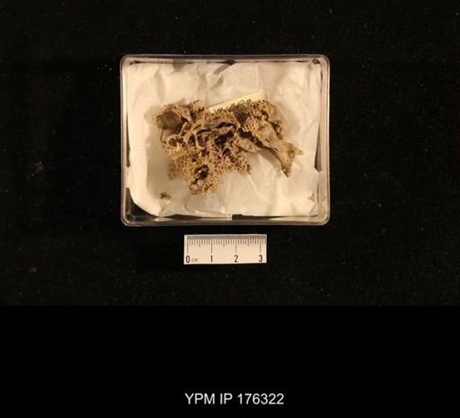 Assemblage Taxa = Brachiopods, Bryozoa