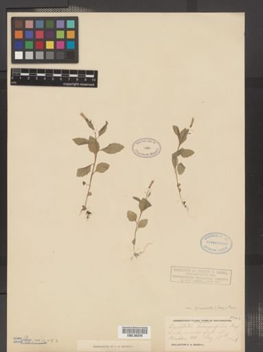 Erechtites hieracifolia var. praealtus