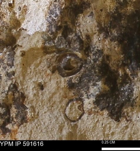 Serpulidae
