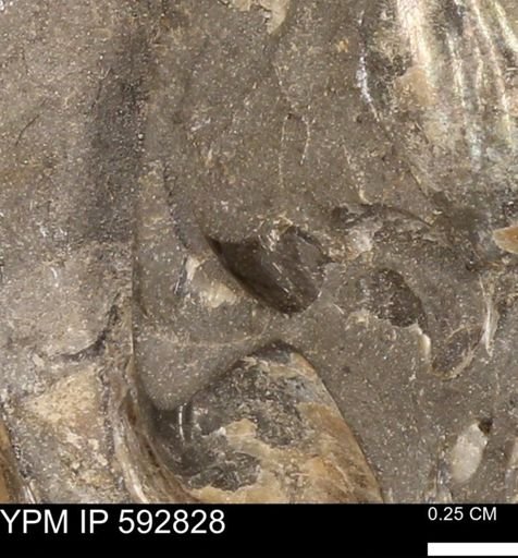 undet. Bivalvia