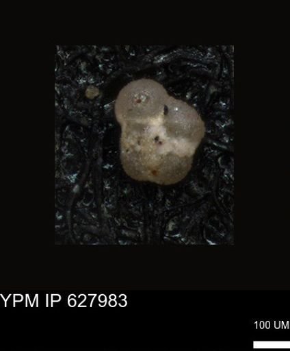 undet. Foraminiferida