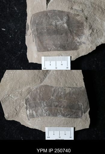 undet. Eurypterida