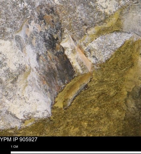 undet. Bivalvia