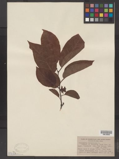 Plantae