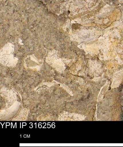 undet. Mollusca