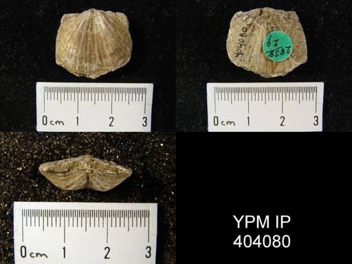 Orthostrophia strophomenoides