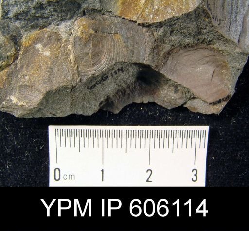 Orbiculoidea