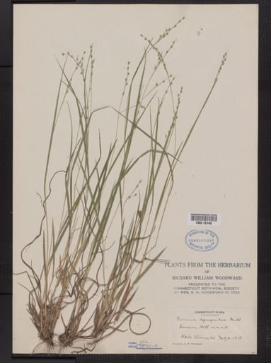Panicum depauperatum