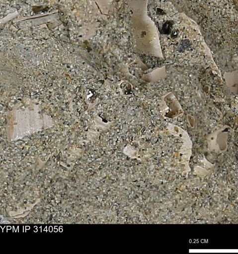 undet. Scaphopoda