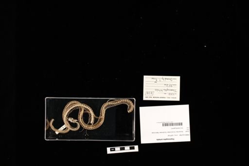 Thamnophis sirtalis