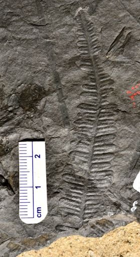 Pecopteris sp.