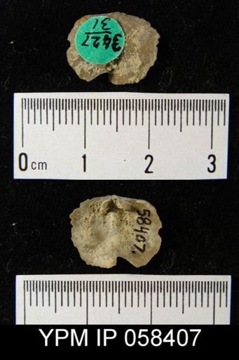 Dalmanella subcarinata