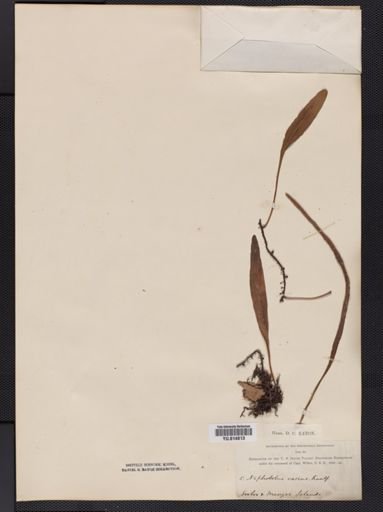 Cyclophorus