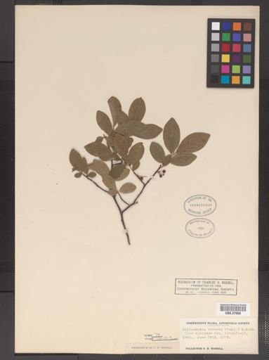 Gaylussacia baccata