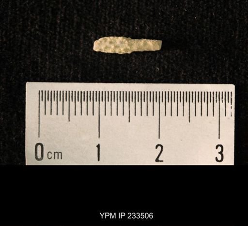 Archaeocidaris sp.