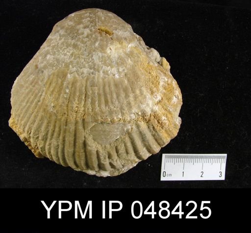 Rhipidium sewellensis