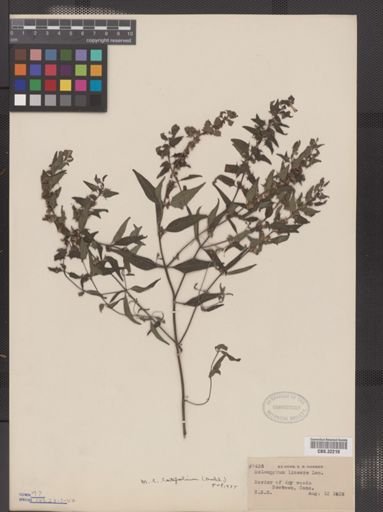 Melampyrum lineare var. latifolium