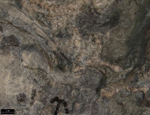 Aplocoma damesii