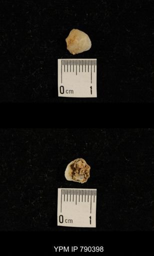 undet. Brachiopoda
