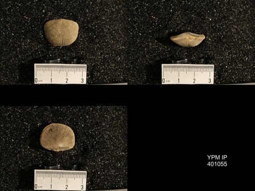 Dinorthis subquadrata