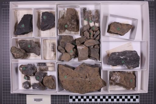 mixed taxa, stratigraphic collection