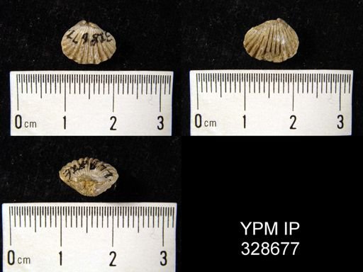 Orthorhynchula sp.