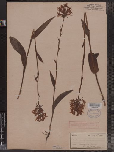Habenaria ciliaris