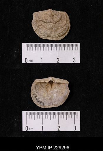 Derbya crassa texana