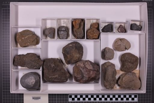 mixed taxa, stratigraphic collection