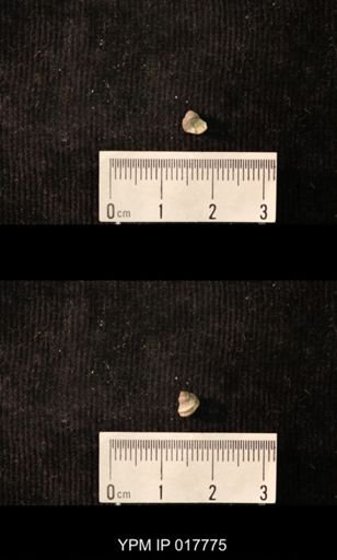 Worthenia joannis