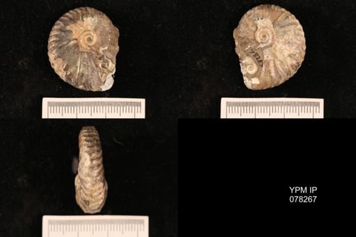 Hoploscaphites comprimus