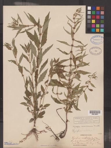 Lycopus americanus