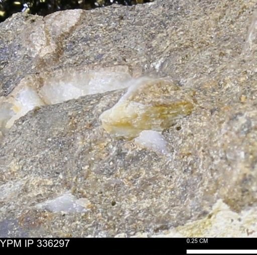 undet. Bivalvia