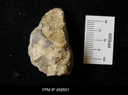 Echinoconchus moorei
