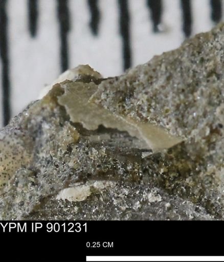 undet. Mollusca