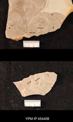undet. Coleoptera