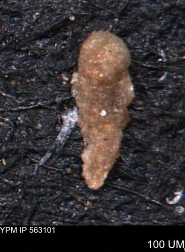 Verneuilina canadensis