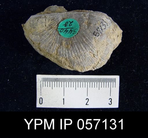 Strophonella punctulifera