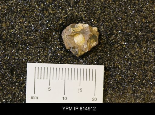 Protocardia sp.