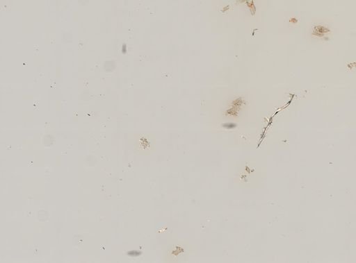 Hydrobiidae