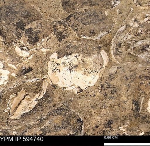 Protocardia sp.