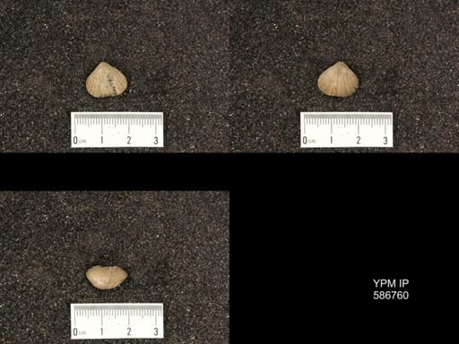 Rhynchotrema capax