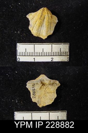 Neospirifer triplicatus