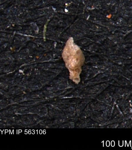 Verneuilina canadensis